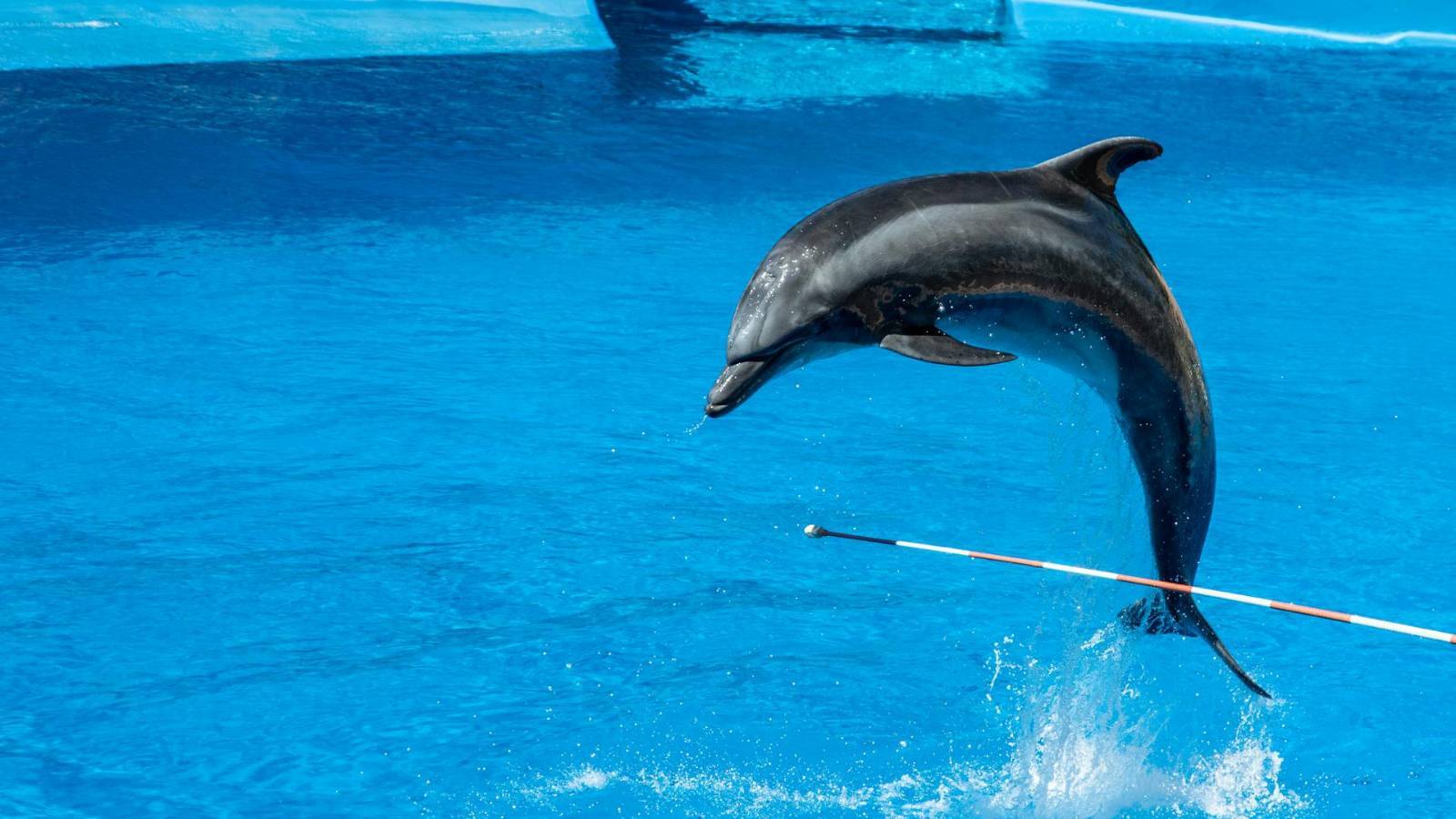 Camping-Lagos-Zoomarine-Dauphins-Generique-POI-TH